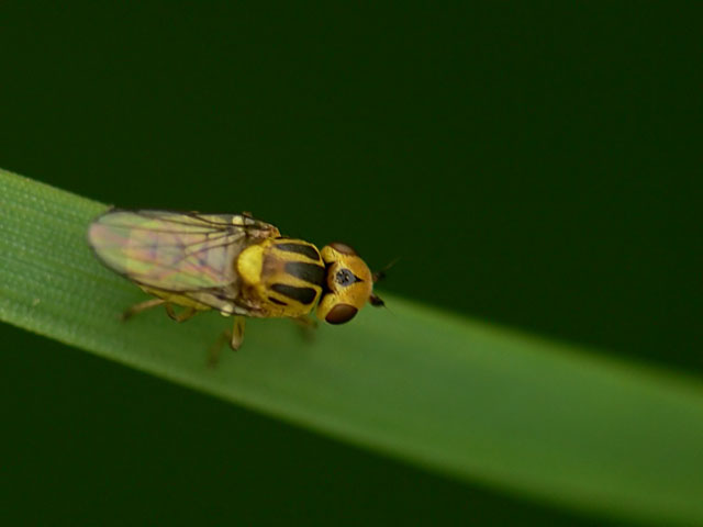 Thaumatomyia sp Frit fly - Chloropidae