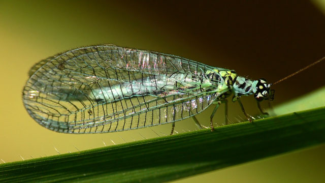 Chrysopa perla Chrysopa perla
