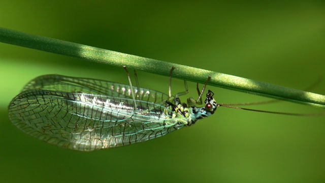 Chrysopa perla Chrysopa perla