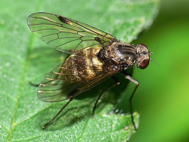 Chrysopilus