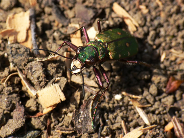 Cicindela campestri Cicindela campestri