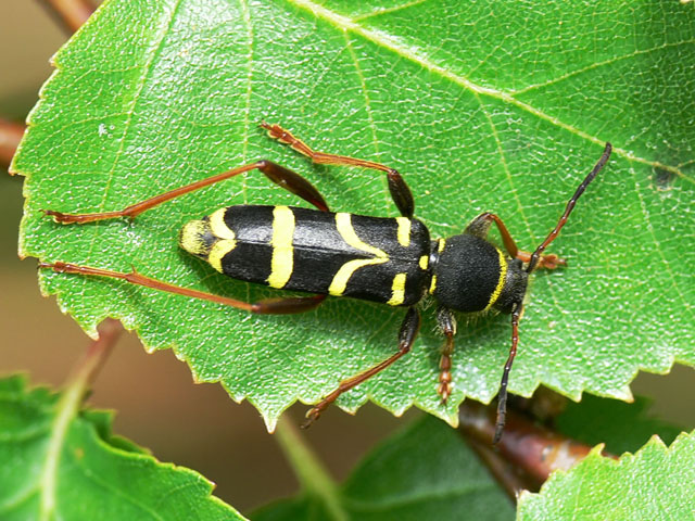 Wasp beetle - Clytus arietis, coleoptera