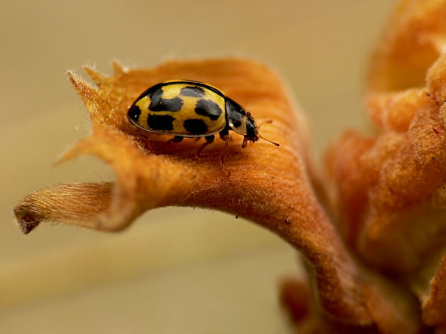 Propylea 14-punctata 14-spot ladybird - Propylea 14-punctata