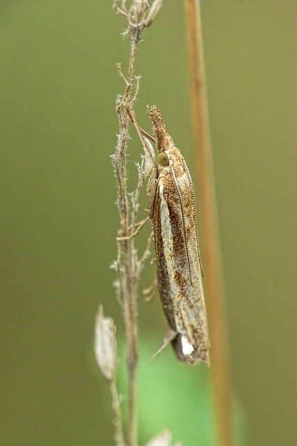 Crambus lathoniellus