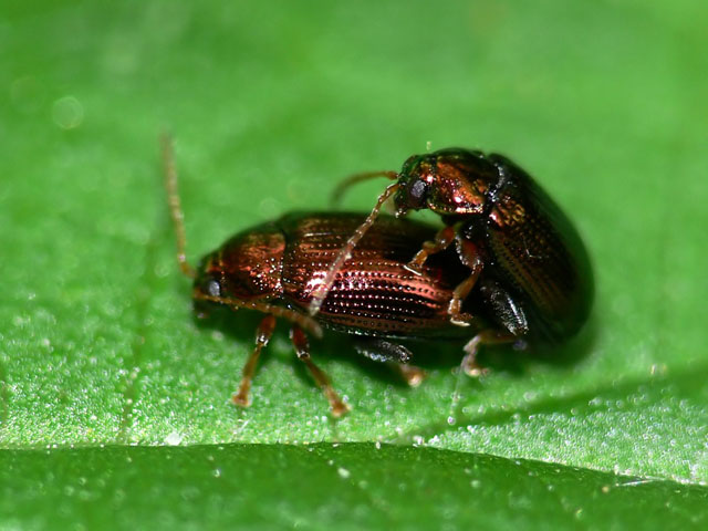 Crepidodera sp
