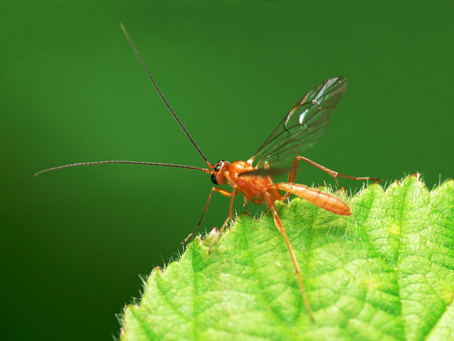 Ctenopelmatinaea sp Ctenopelmatinaea sp