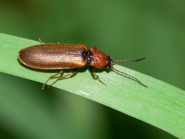 Denticollis linearis Denticollis linearis