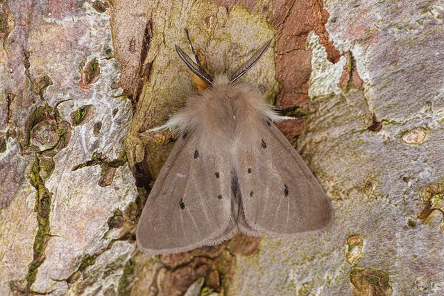 Muslin moth - Diaphora mendica