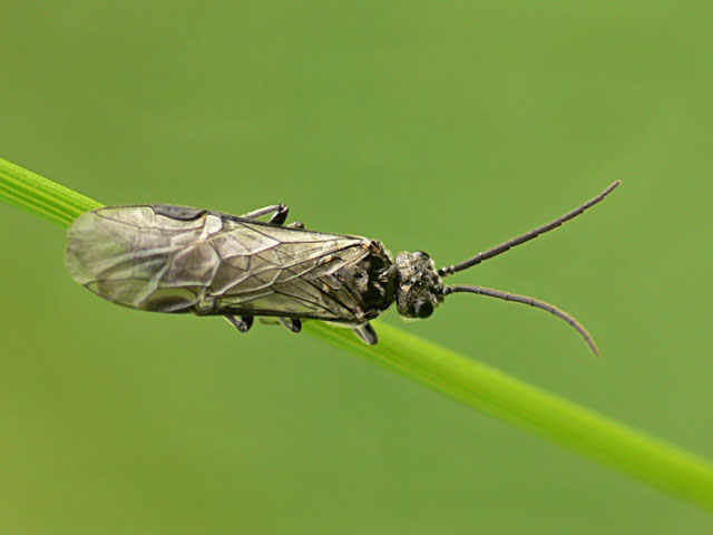 Dolerus sp. Sawfly - Dolerus sp.