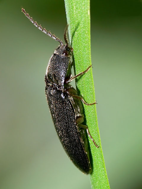 Elateridae sp Click beetle - Elateridae sp