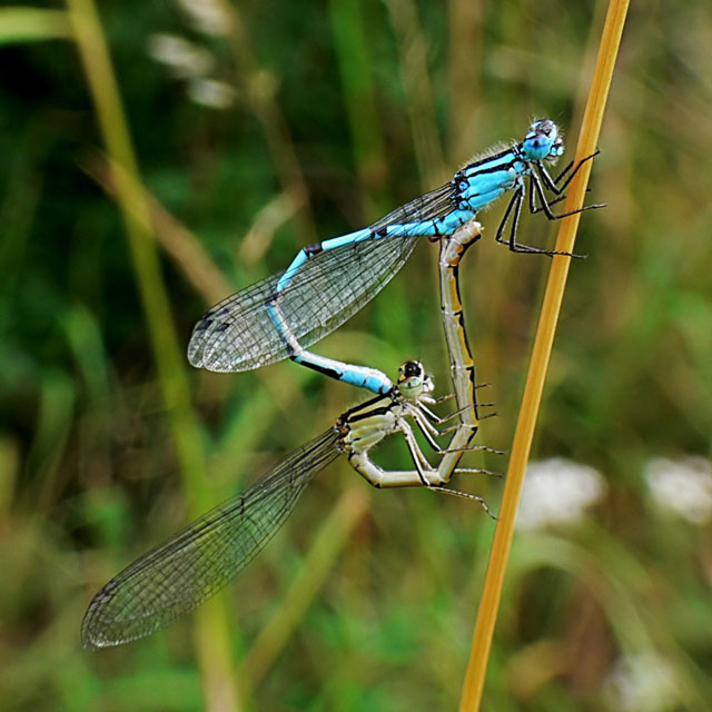 Enallagma cyathigerum Common Blue Damselfly