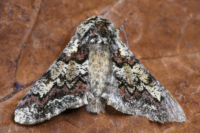 Oak Beauty (Biston strataria) Oak Beauty