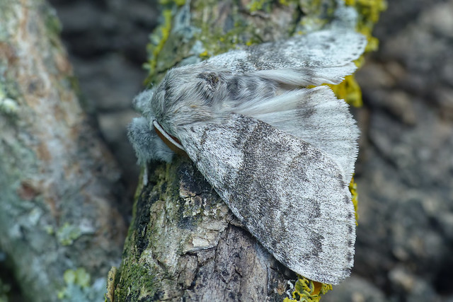 Calliteara pudibunda (Pale Tussock)