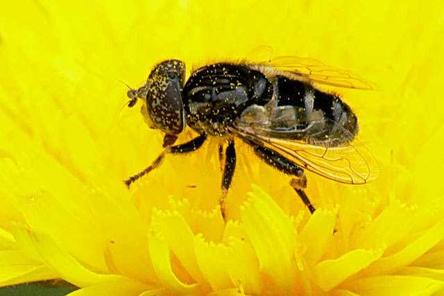 Eristalinus sp.