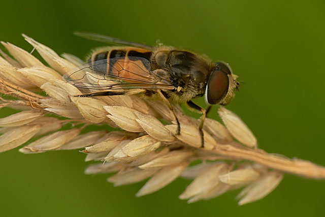 Eristalis sp. Eristalis sp.