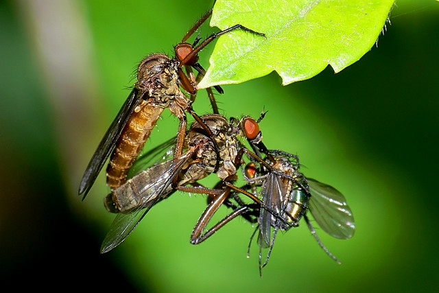Mating dance flies with female eating prey gift Mating dance flies with female eating prey gift
