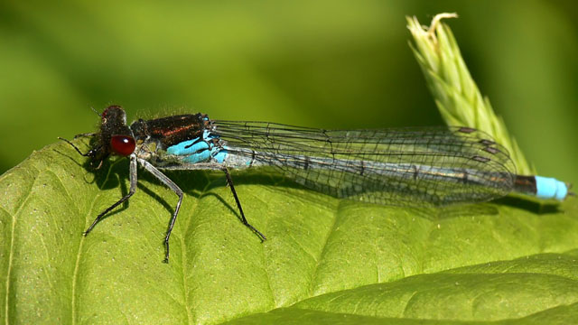 Erythromma najas. Red-eyed Damselfly - Erythromma najas.