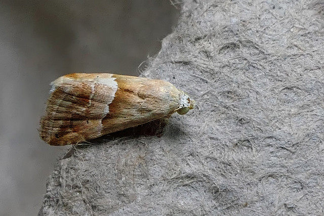 Small Marbled moth