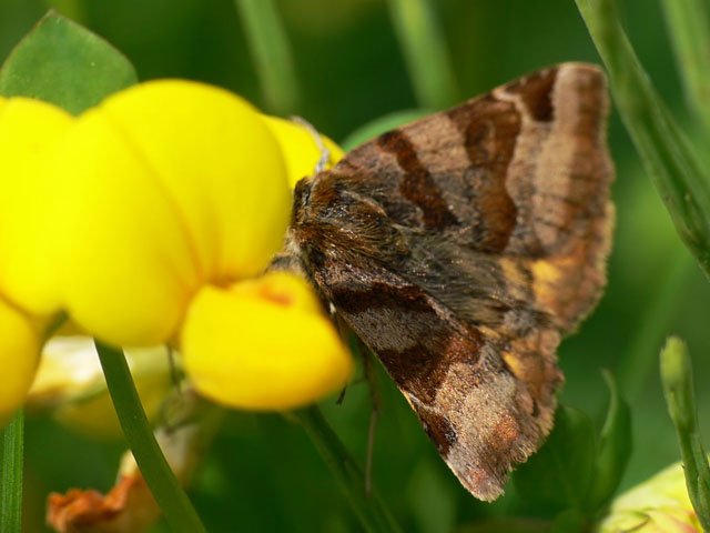 Euclidia glyphica Euclidia glyphica