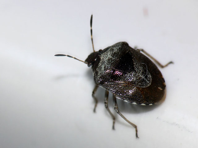 Eysarcoris venustissimus Eysarcoris venustissimus