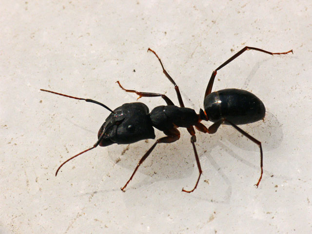Camponotus sp. Camponotus sp.