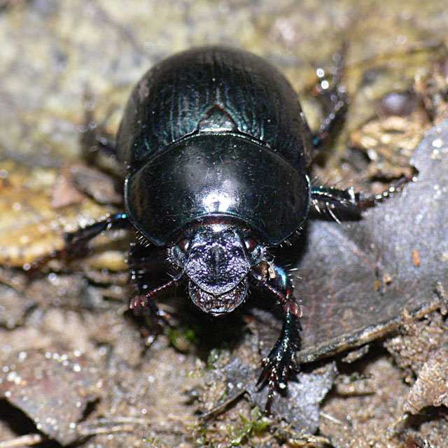 Geotrupes stercorarius - Dor Beetle Dor Beetle