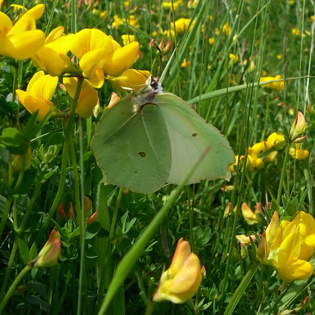 Gonepteryx rhamni