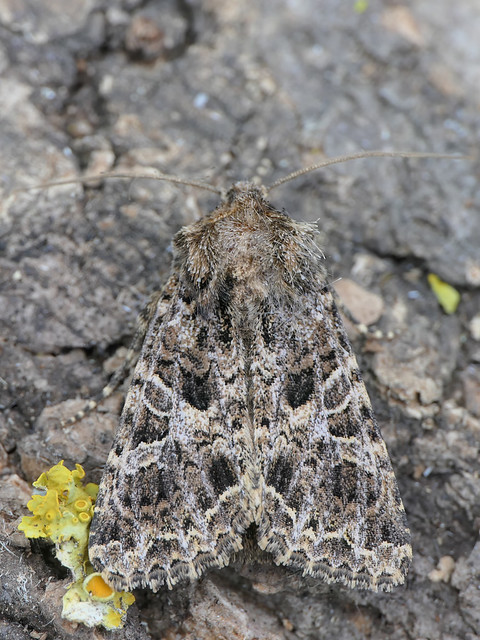 Lychnis Moth