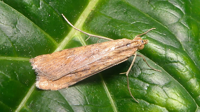 Helcystogramma rufescens