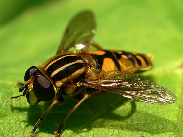 Helophilus pendulous Helophilus pendulous
