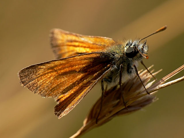 Hesperiidae