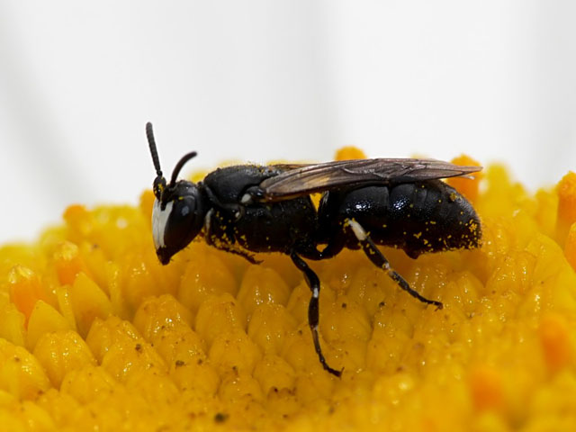 Hylaeus brevicornis