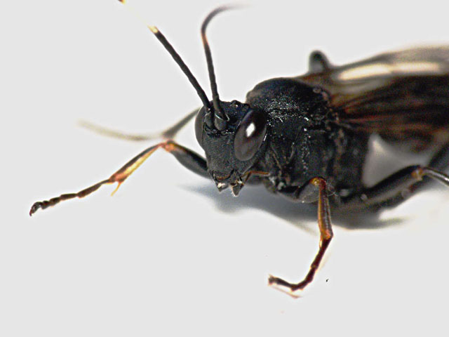 Ichneumon Wasp