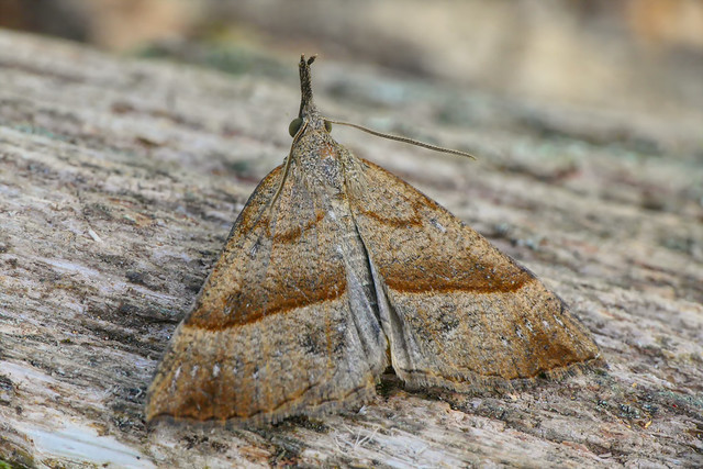 Noctuelle à museau (Hypena probiscidalis)