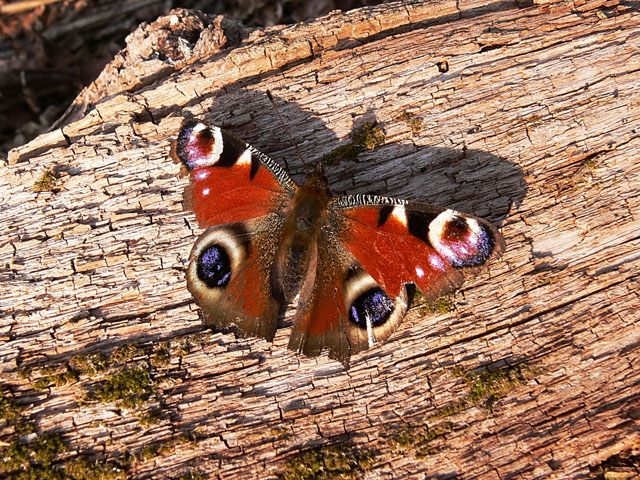 Peacock - Inachis io