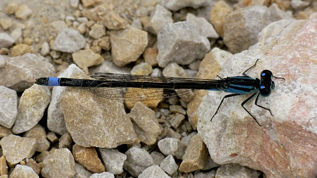 Ischnura elegans Blue-tailed Damselfly - Ischnura elegans