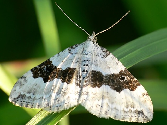 Silver-ground carpet