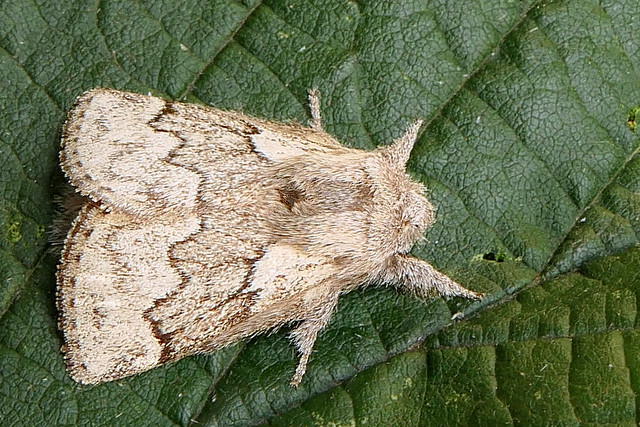 Drinker Moth caterpillar - Philudoria potatoria.