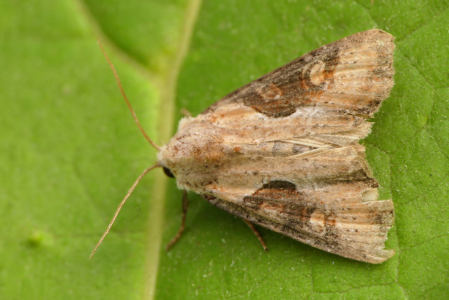Image of Double Lobed moth