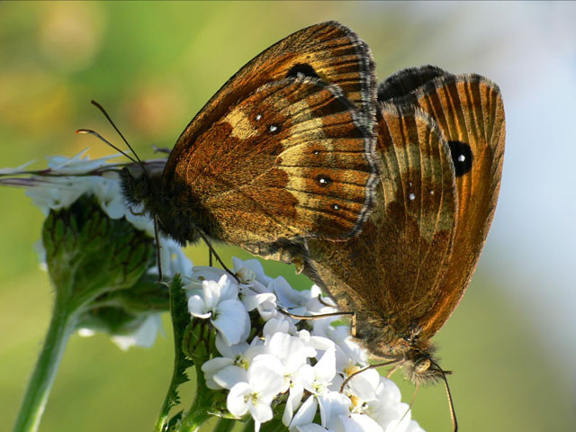 Gatekeeper (Pyronia tithonus) Gatekeeper(Pyronia tithonus) butterfly lepidoptera