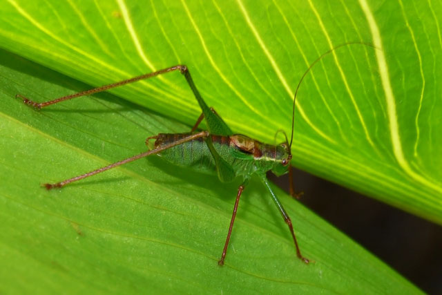 Speckled bush cricket - Leptophyes punctatissima.