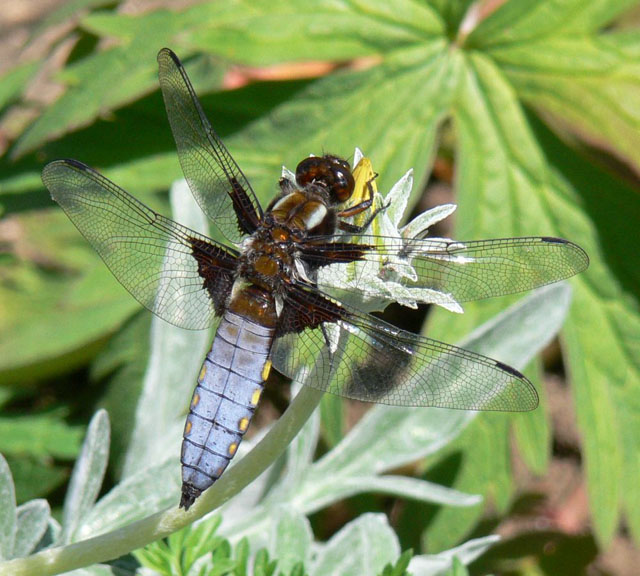 Libellula depressa - Broad-bodied Chaser