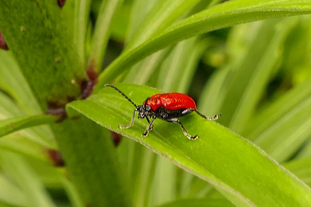 Scarlet Lily Beetle