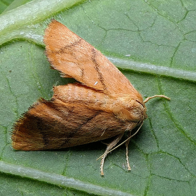 Festoon (Apoda limacodes)