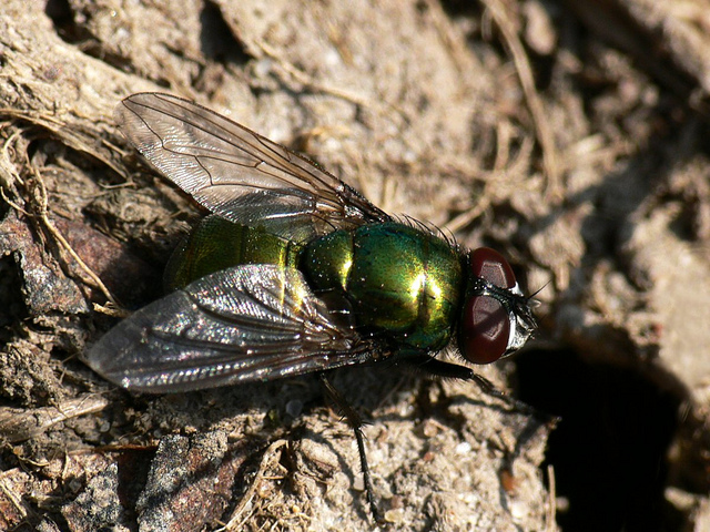 Lucilia caesar, diptera, fly green bottle greenbottle.