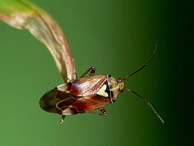 Lygus pratensis Lygus pratensis