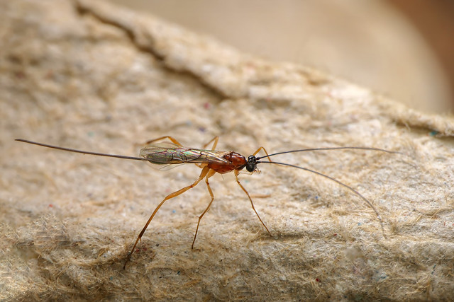 Parasitic wasp