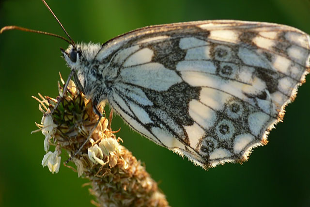 Marbled White (Melanargia galathea)