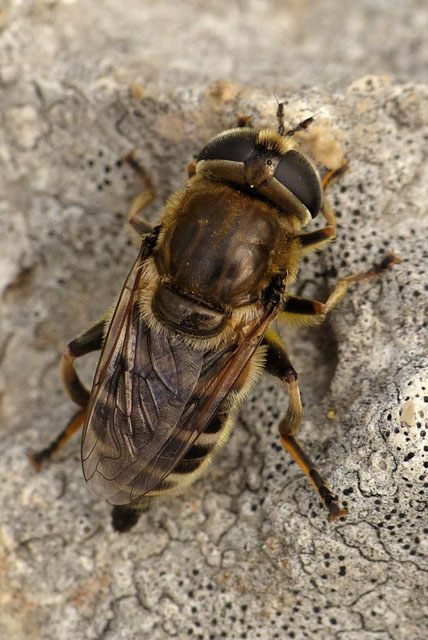 Merodon equestris, hoverfly, mimic bee, Syrphidae