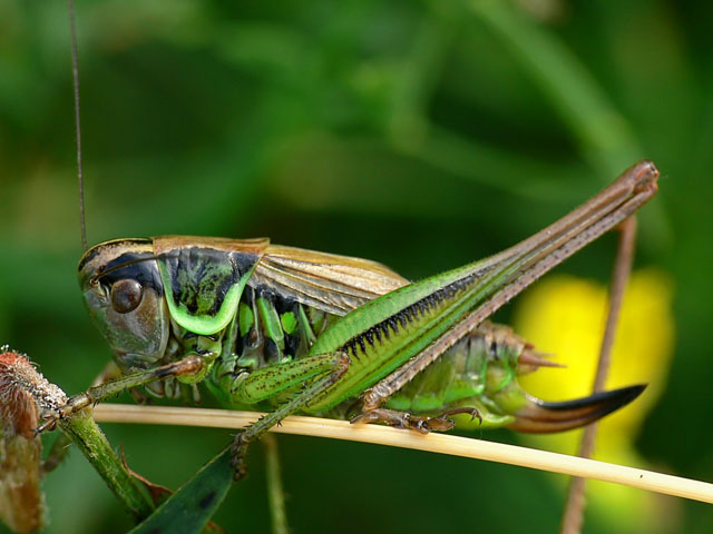 Metrioptera roeselii